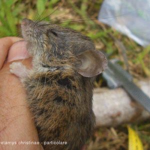 Kala Peneliti Temukan Spesies Tikus Baru Di Gunung Mekongga