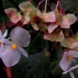 Begonia Jenis Baru ditemukan di Sulawesi Tenggara