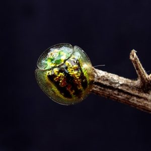 Golden Turtoise Beetle, Kepik Emas yang Cantik