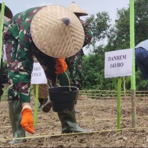 Jaga Ketahanan Pangan, Danrem 143 Haluoleo Tanam Jagung di Kolaka