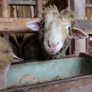 Satgas Covid-19 Kolaka minta penyelenggara hewan kurban patuhi protokol kesehatan