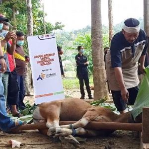 Sivitas kampus USN Kolaka sembelih 15 ekor hewan kurban
