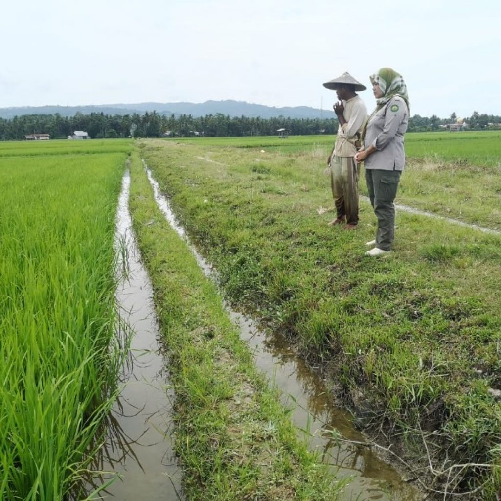 Puluhan hektar sawah di Samaturu diserang hama