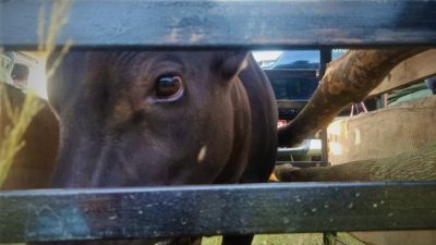 HPN 2022, Presiden Jokowi dijadwalkan lepas liar satwa Anoa di TNRA