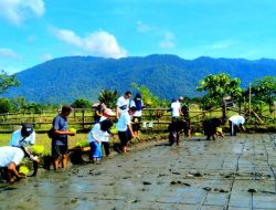 PT Vale Perluas Program SRI Organik di Bahomotefe-Bahomoahi