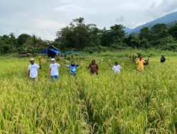 Panen Perdana SRI Organik di Blok Bahodopi, PT Vale Merawat Keberlanjutan untuk Masa Depan