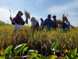 Petani Binaan PT Vale Kembali Panen Beras SRI Organik