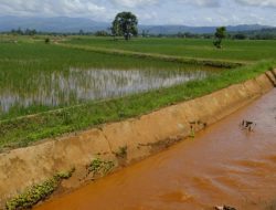 Air Irigasi Tercemar Akibat Aktivitas Tambang, Petani di Pesouha Teracam Gagal Panen