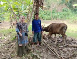Rayakan Idul Adha, Keluarga Hj Fairin Kurbankan 20 Ekor Sapi