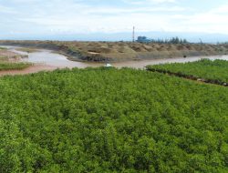 Sekilas Praktek Pengelolaan Lingkungan Hidup PT.Antam UBP Nikel Kolaka