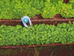 2023 Antam Reklamasi Lahan Bekas Tambang 30 Hektar