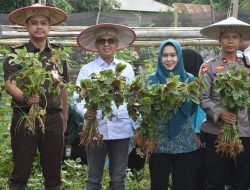 Bupati Kolaka Gerakkan Tanam Cabai