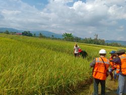 Cerita Petani Organik Binaan PT Vale Belum Mampu Memenuhi Kebutuhan Konsumen