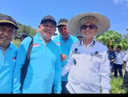 Bupati Kolaka Panen Raya Cabai di Ulunggolaka