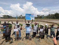 Dari Lahan Kolaka untuk Ketahanan Pangan Indonesia *PT Vale Kolaborasi Padi Berkelanjutan untuk Hadirkan Transformasi Pertanian Berbasis Inovasi