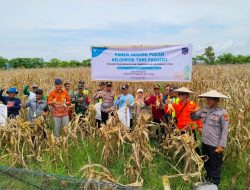 Wujudkan Ketahanan Pangan Berkelanjutan, Petani Binaan PT Vale Panen Jagung Pakan di Tondowolio