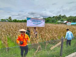 Kelompok Tani Padaidi’ Binaan PT Vale Panen Jagung Pakan 7 Ton Perhektar