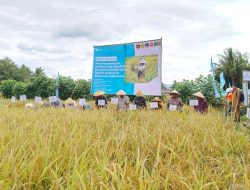 Dukung Asta Cita Presiden dan SDGs Ketahanan Pangan, PT Vale Panen Bersama Demplot Padi Berkelanjutan di Kolaka