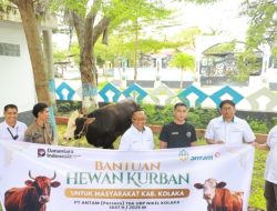 PT Antam Tbk UBP Nikel Kolaka Serahkan 12 Ekor Hewan Qurban kepada Masyarakat