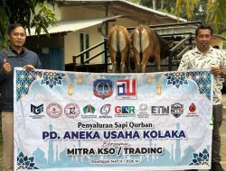 Perumda Aneka Usaha Kolaka Qurbankan 16 Ekor Sapi